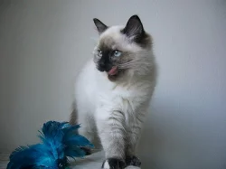 Koťatka Ragdoll s PP