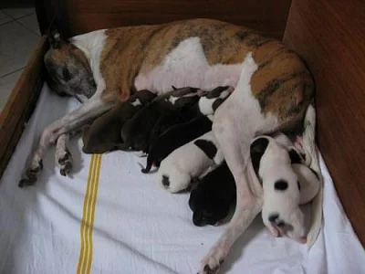 Whippet – štěňata - prodám