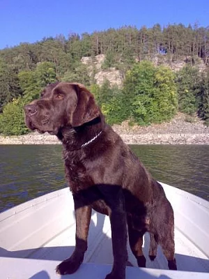 Krytí Labradorem čokoládové barvy
