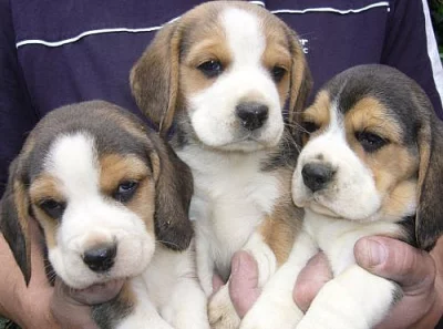 Prodám štěňata Beagle