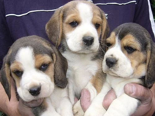 Prodám štěňata Beagle