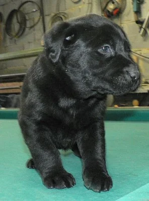 labradoří štěňátka