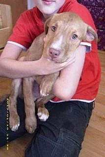Americký Pit Bull Terier