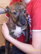 Americký Pit Bull Terier