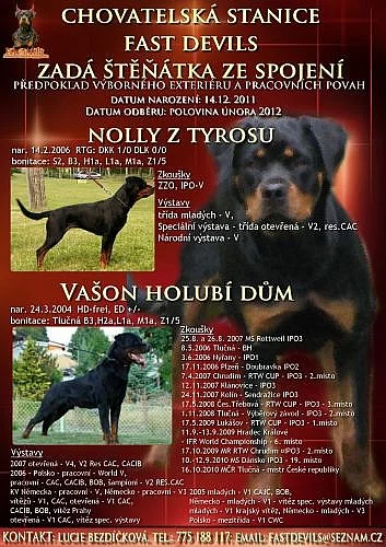 Prodám štěňata RTW s PP