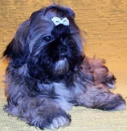 Shih-tzu pejsek-k odběru ihned!