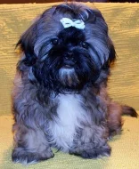 Shih-tzu pejsek-k odběru ihned!