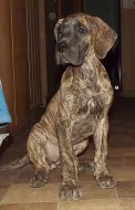 německá doga