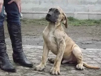 německá doga