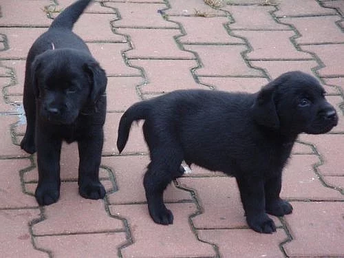 Prodám štěňata labradorského retrievra