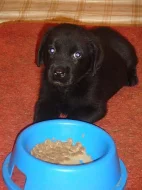 Prodám štěňata labradorského retrievra