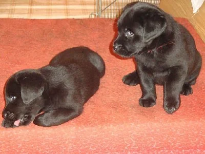 Prodám štěňata labradorského retrievra