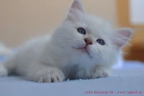 Lilové mačiatka ragdoll s PP - veľmi svetlé