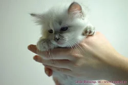 Lilové mačiatka ragdoll s PP - veľmi svetlé