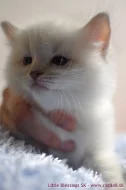 Lilové mačiatka ragdoll s PP - veľmi svetlé