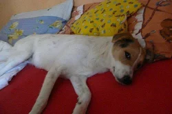 Lana hleda novy domov