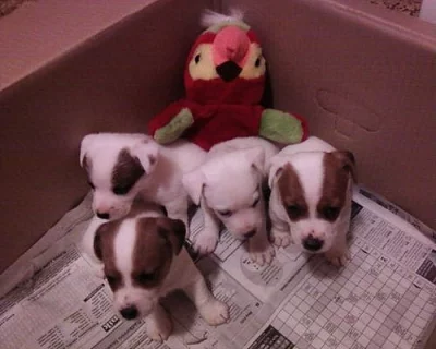 JACK RUSSEL TERIER pejsci+fenky