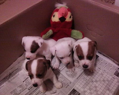 JACK RUSSEL TERIER pejsci+fenky
