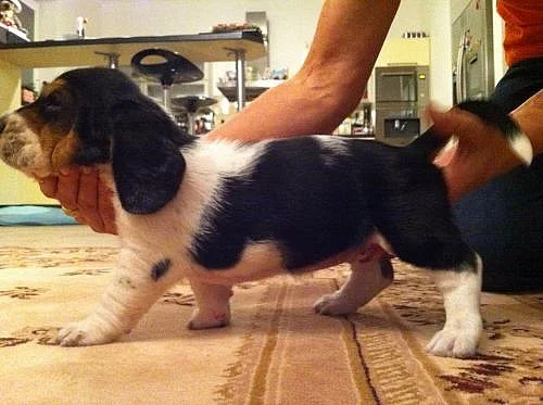 Štěňata Basset Hound