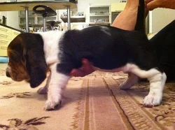 Štěňata Basset Hound