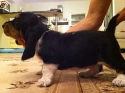 Štěňata Basset Hound