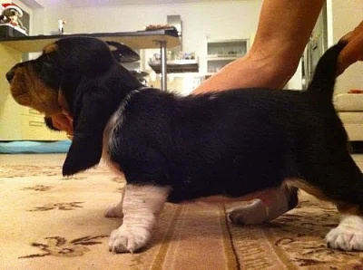 Štěňata Basset Hound