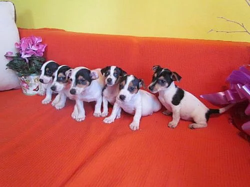 jack russel terier 3000kč štěnátka
