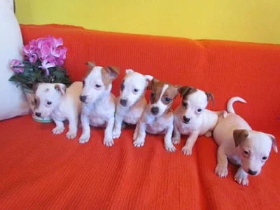 jack russel terier 3000kč štěnátka