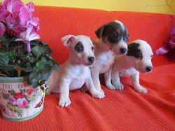 jack russel terier 3000kč štěnátka