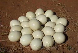   Pštrosí kuřata a násadová vejce Fertile