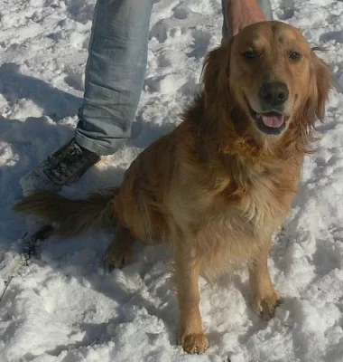 Zlatý retriever (daruji)