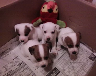 JACK RUSSEL TERIER pejsci+fenky