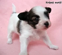 Papillon