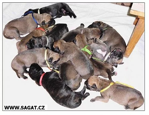 štěňata BULLMASTIFF, BULMASITF
