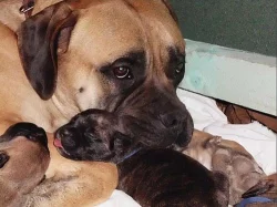 štěňata BULLMASTIFF, BULMASITF