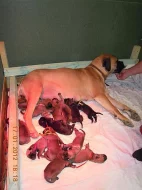 štěňata BULLMASTIFF, BULMASITF