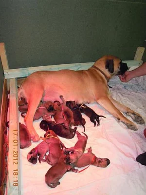 štěňata BULLMASTIFF, BULMASITF