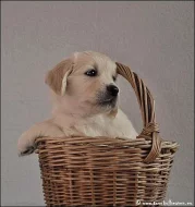 zlatý retriever - štěňata s PP