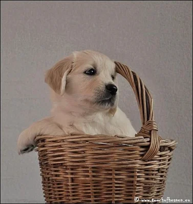 zlatý retriever - štěňata s PP
