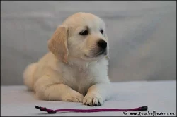 zlatý retriever - štěňata s PP