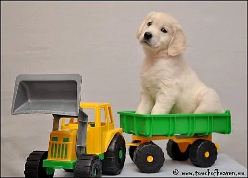 zlatý retriever - štěňata s PP