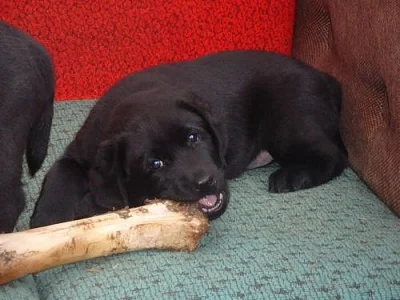 Prodám štěňata labradorského retrievra