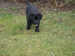 Prodám štěňata labradorského retrievra