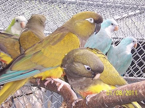 ara, aratinga, patagónsky