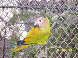 ara, aratinga, patagónsky