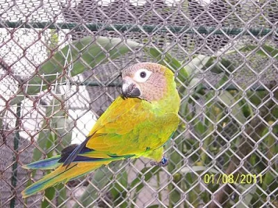 ara, aratinga, patagónsky