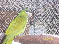 ara, aratinga, patagónsky