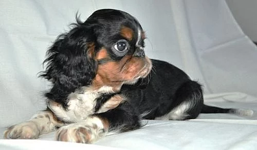 Poslední štěňátko king charles spaniel s pp-levně!