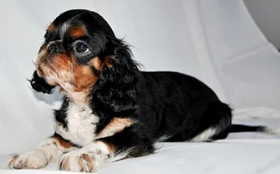 Poslední štěňátko king charles spaniel s pp-levně!