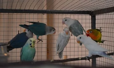 Agapornis fischeri